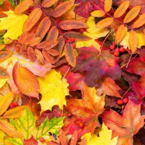 Colorful autumn leaves ready for composting.