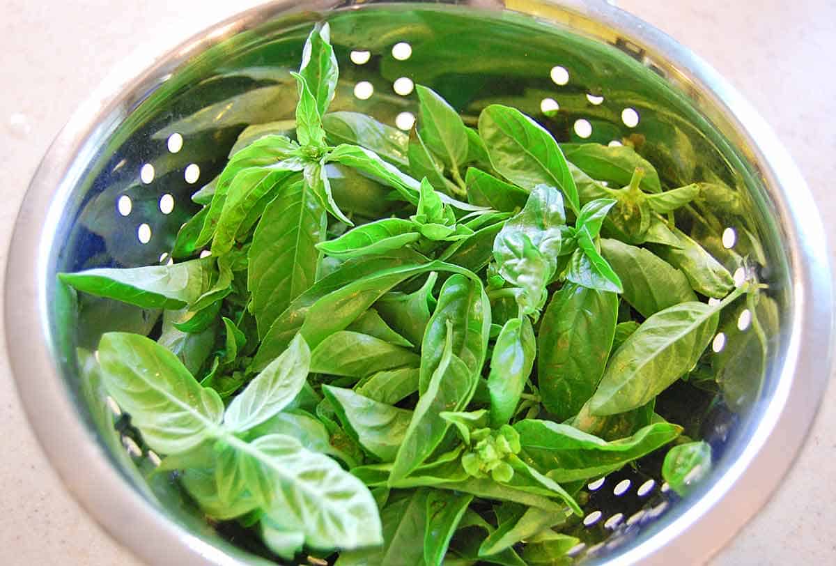 A colander filled with fresh basil leaves. 