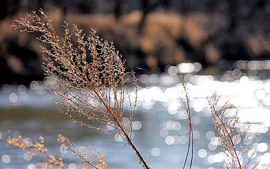 Snow and weeds