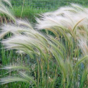 Native grasses blowing in the wind in a fallow field.