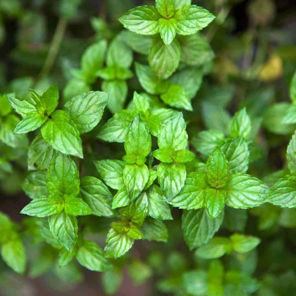 Fresh mint plants.