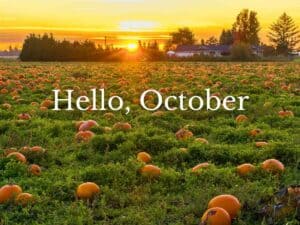 The sun setting behind a field of pumpkins.