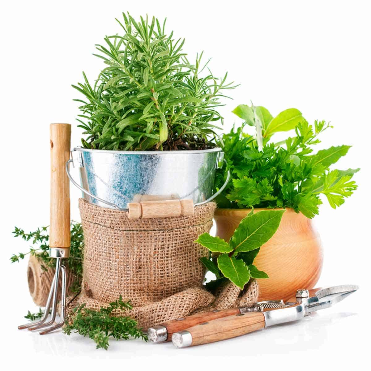 Potted herbs and garden tools. 