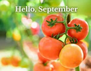 A tomato plant with six ripening tomatoes.