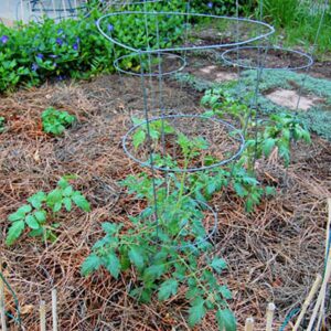 pine straw mulch spread in a vegetable garden.