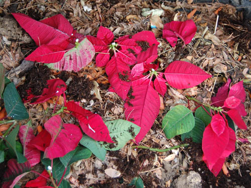 colorful poinsettia leaves in a compost pile.