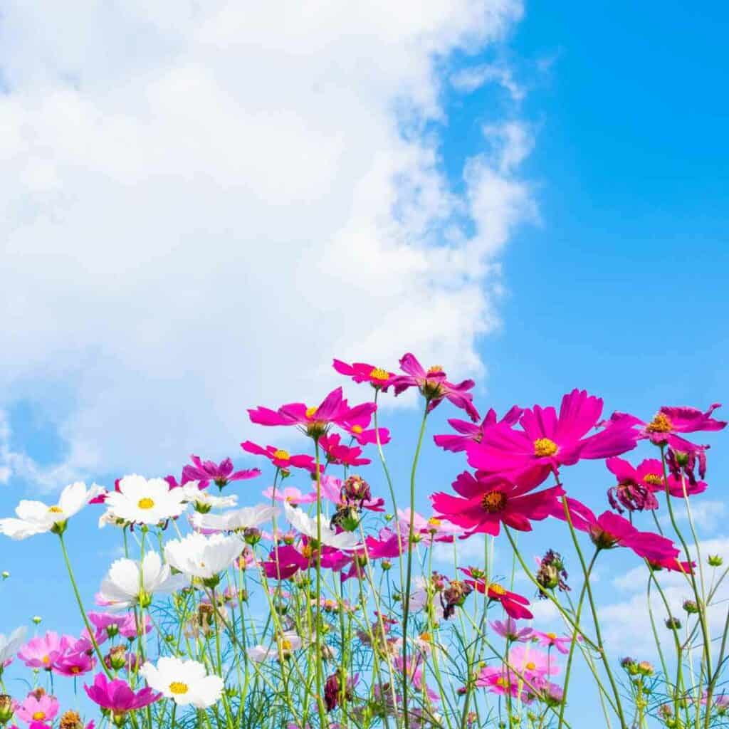 Pretty flowers blooming in a garden.