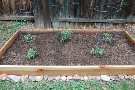 5 tomato plants in the new garden.