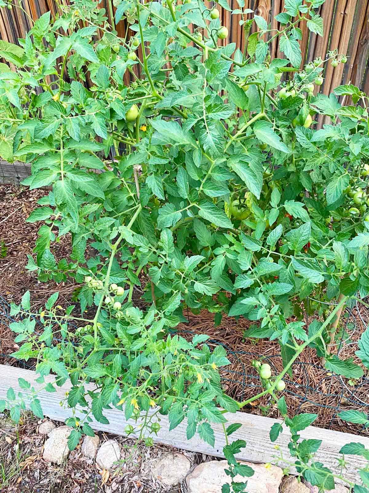 Tomato plants growing in a cedar raised garden bed.